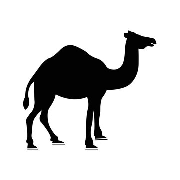 Animals of the desert camel icon | Black Vector illustration |