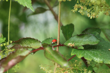 Red ladybug sitting on green plant