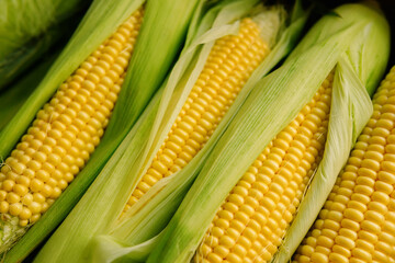 Fresh yellow corn cobs. Juicy fresh ears of corn harvest in the box. Summer and autumn harvest season. Delicious and healthy food. 