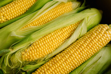 Fresh yellow corn cobs. Juicy fresh ears of corn harvest in the box. Summer and autumn harvest season. Delicious and healthy food. 