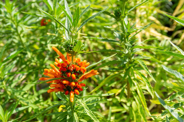 Fiore coda di leone