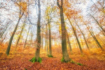 Herbst im Wald und Laub ist am fallen zum Boden