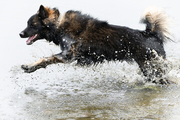 Happy dog running through water