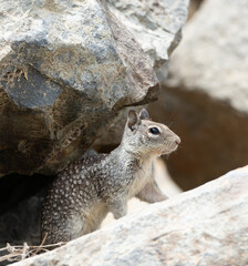 Squirrel standing on rocks
