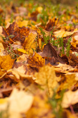 fallen leaves on the grass