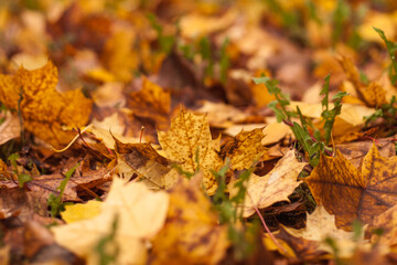 Fototapeta na wymiar fallen leaves on the grass