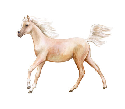 beige yellow horse isolated on white background. Watercolor. Illustration. Template Clip art.