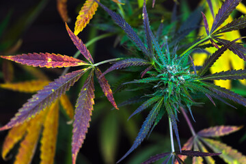 Cannabis Sativa Plant from Above Colors Background