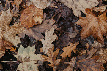 fallen leaves on the ground