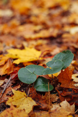 fallen leaves on the ground