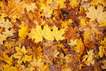 fallen leaves on the ground