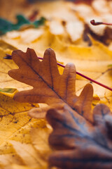 fallen leaves on the ground