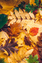 fallen leaves on the ground