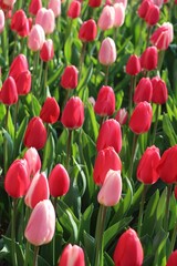 Czerwone i różowe tulipany w ogrodzie