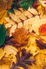 fallen leaves on the ground