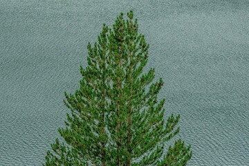 Tree with a lake background