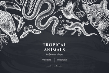Tropical animals hand drawn illustration design. Background with chalk leopard, snake, lizard, hummingbird, toucan, rajah brooke s birdwing, african giant swallowtail, monstera, strelitzia, protea