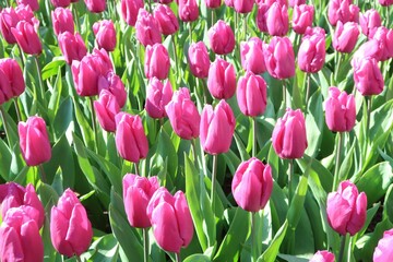 Różowe tulipany w ogrodzie