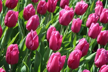 Naklejka premium Różowe tulipany w ogrodzie