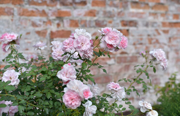 Delicate roses on the background of a brick wall