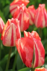 Czerwono-białe tulipany w ogrodzie