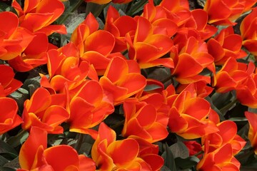 Czerwone tulipany w ogrodzie