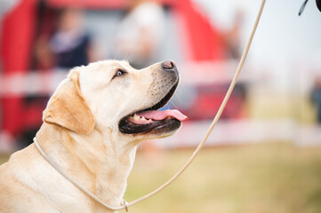Labrador retriever head portrait on a dog show