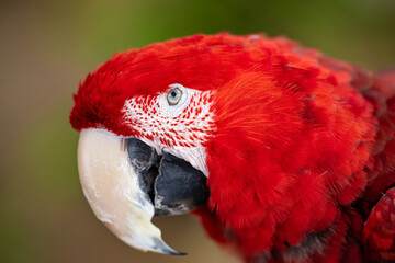 A bright red parrot with a green background