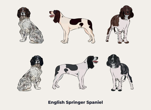 English Springer Spaniel breed, dog pedigree drawing. Cute dog characters in various poses, designs for prints adorable and cute Bulldog cartoon vector set, in different poses. All popular colors.