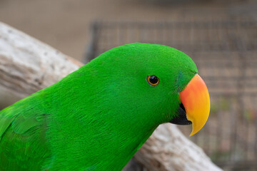 Green parrot 