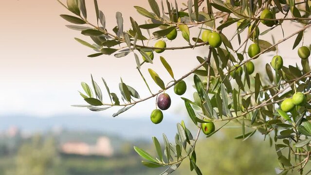 Green olives begin to ripen in October. Sprig with olives that moves in the wind. Chianti area in Tuscany. Production of extra virgin olive oil. Italy.  Selective focus