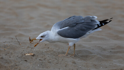 Möwe am Strand beim essen