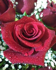 Rosa para detalle de postal para enamorados, San Valentín o Diciembre