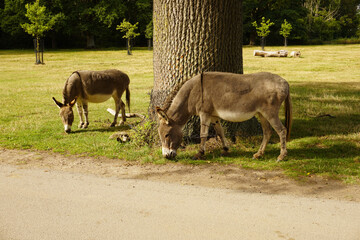 Esel im Safaripark Knuthenborg in Dänemark