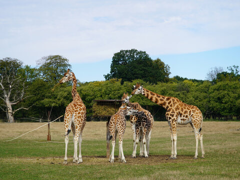 Giraffen im Knuthenborg Safaripark in D&auml;nemark