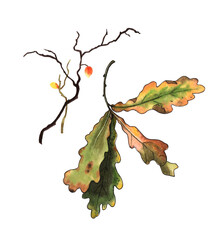Fototapeta premium Fallen oak leaves in autumn. Watercolor botanical illustration.