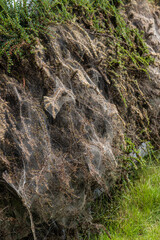 Macro photo of Ermine moth larval web in a bush.