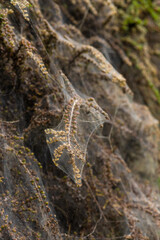 Macro photo of Ermine moth larval web in a bush.
