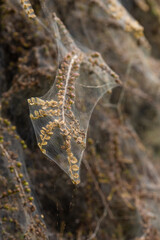 Macro photo of Ermine moth larval web in a bush.