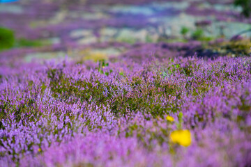 Colorful heather in a forest clearingin late summer.