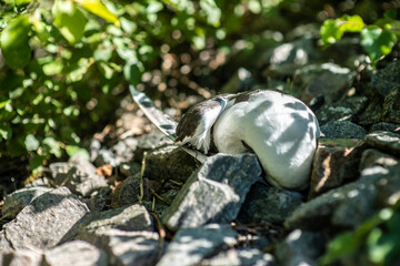 A dead sea gull lieing in a ditch.