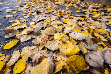 Fallen autumn leaves on asphalt.