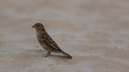 Spatz im Sand