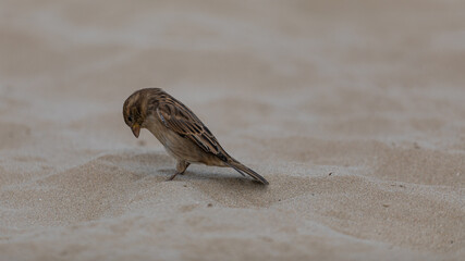 Spatz verbeugt sich