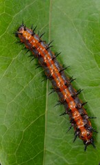 Gulf Fritillary's caterpillar feeding on a Passiflora