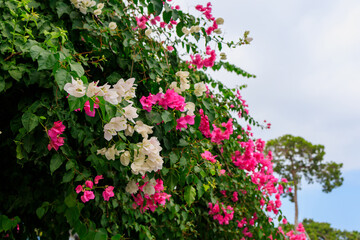 Flowering Turkish trees. Background with selective focus and copy space