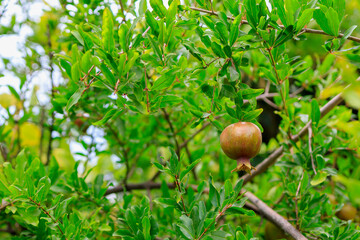 Pomegranate fruits ripen on trees in the garden. Natural background with selective focus and copy space