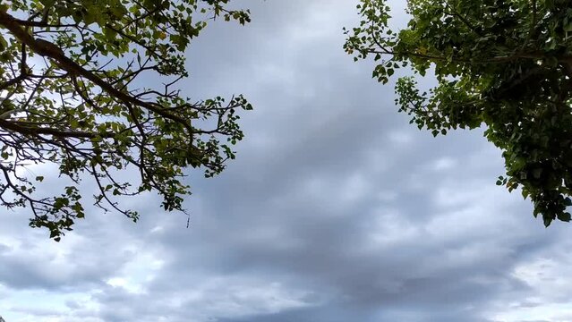 sky and tree