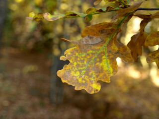 jesienny liść na drzewie - obrazy, fototapety, plakaty
