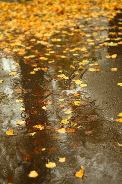 Rain dripping over puddles and autumn leaves
